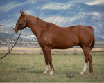 789-Latigo.png