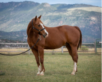 789-latigo.png