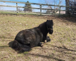 1081-Bear.png