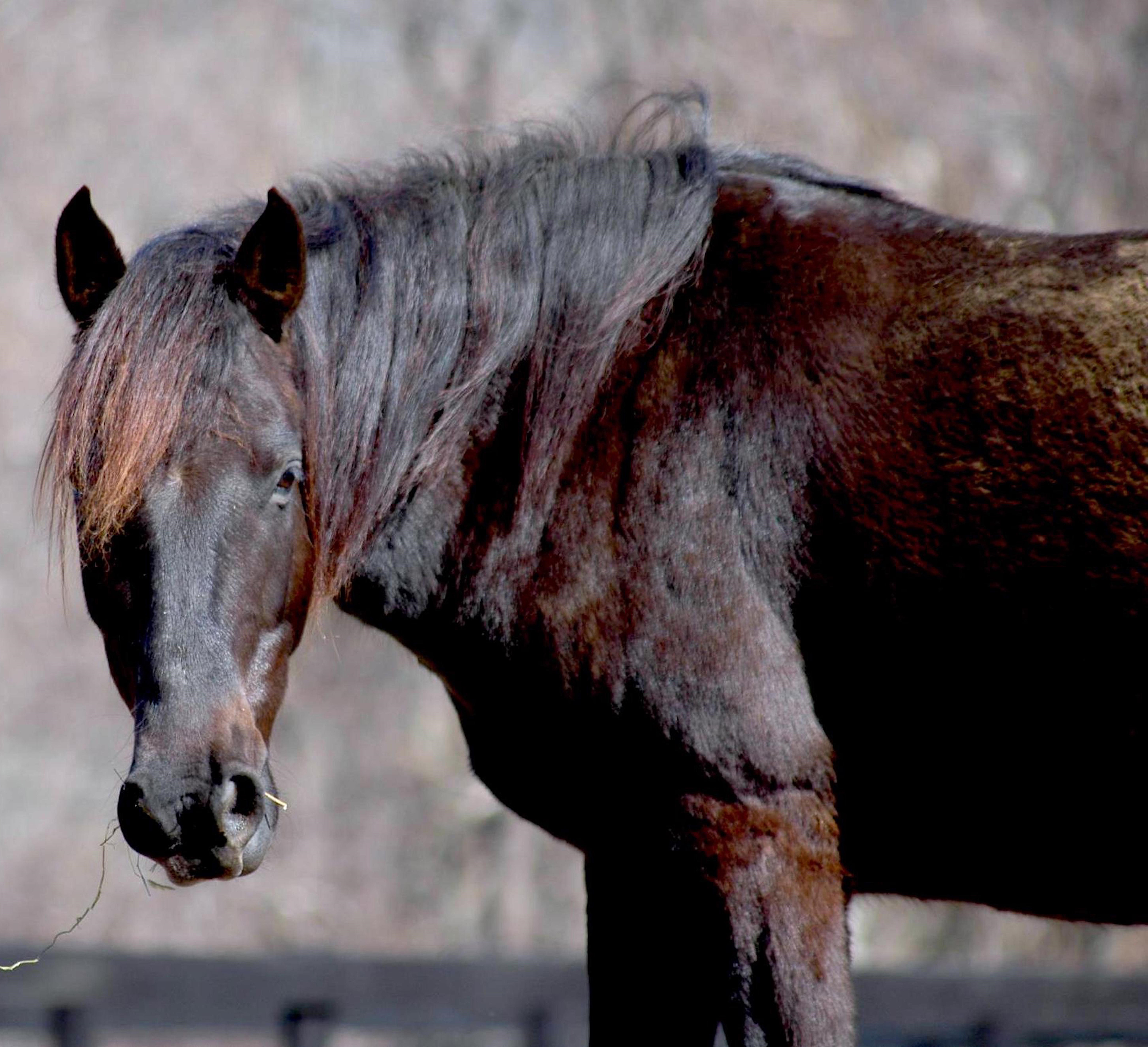 EQUUS Foundation