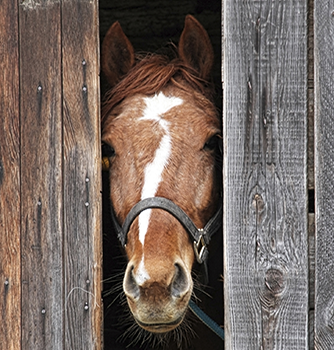 EQUUS Foundation