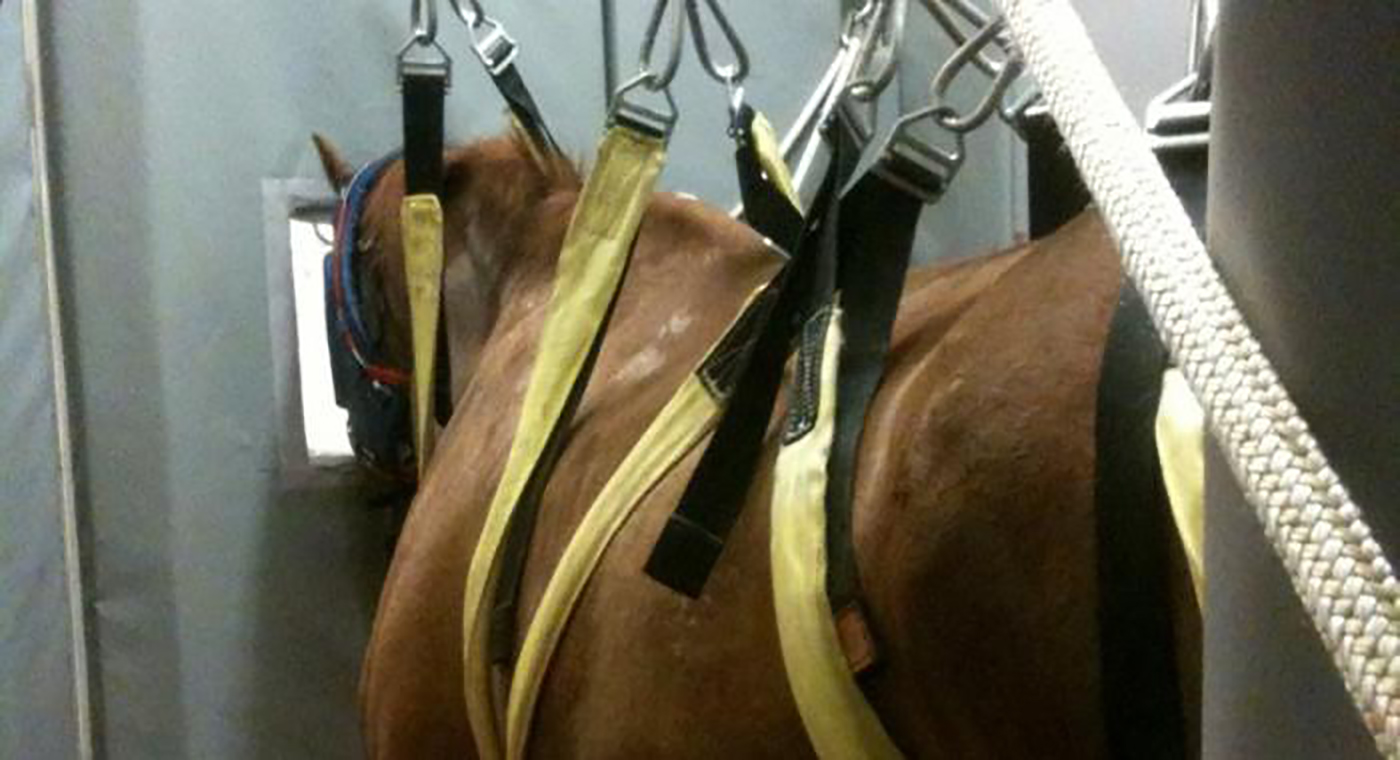 EQUUS Foundation Fairfield Equine