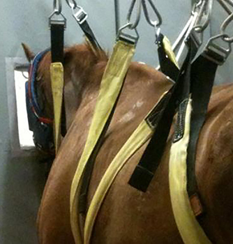 EQUUS Foundation