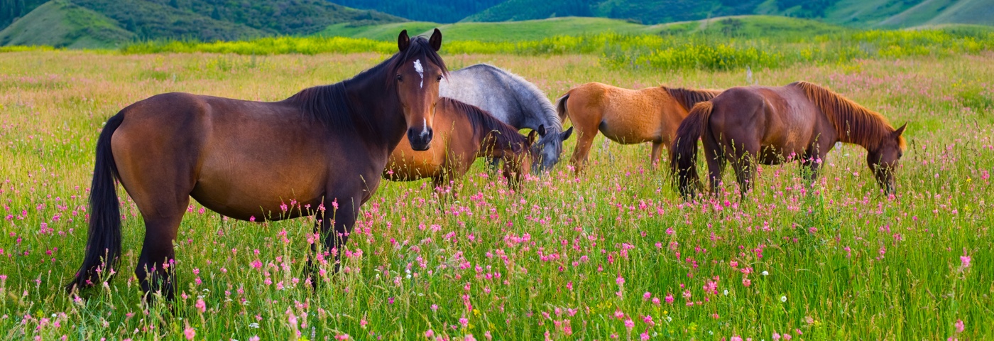 Equine Welfare Network