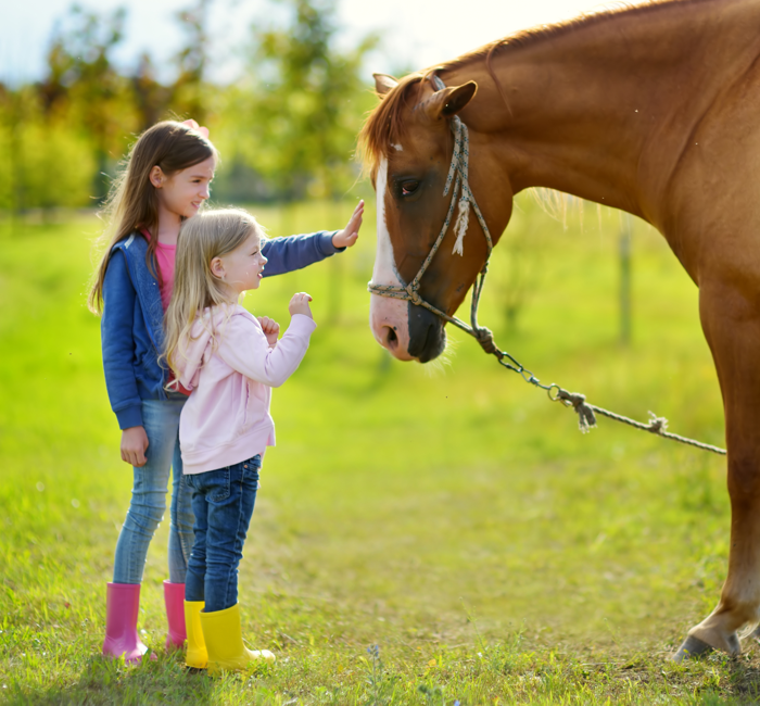 For the Love of Horses