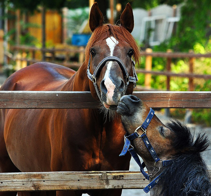 alt="EQUUS