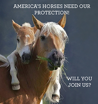 EQUUS Foundation