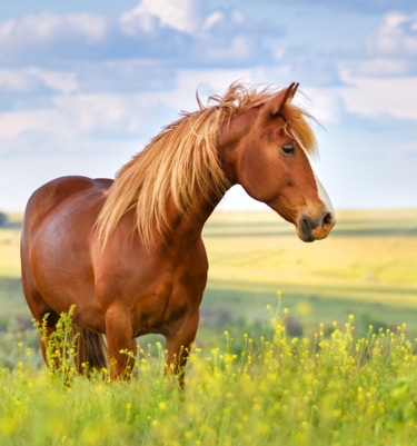 For the Love of Horses