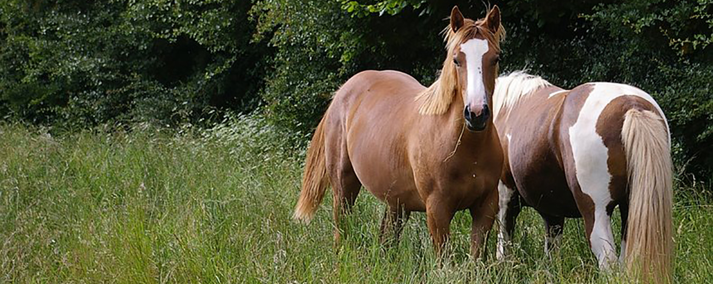 EQUUS Foundation