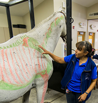 EQUUS Foundation